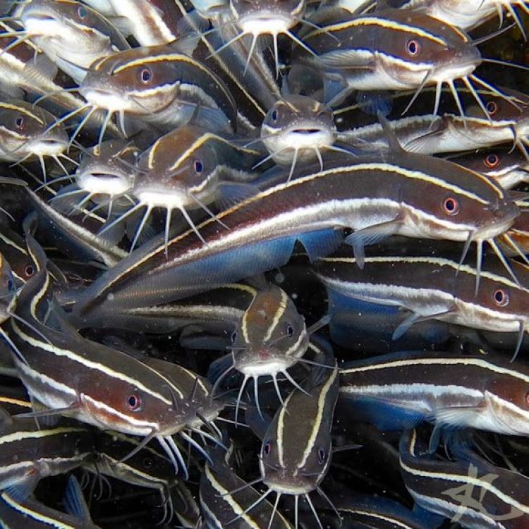 The Amazing Adaptations of the Eel Catfish
