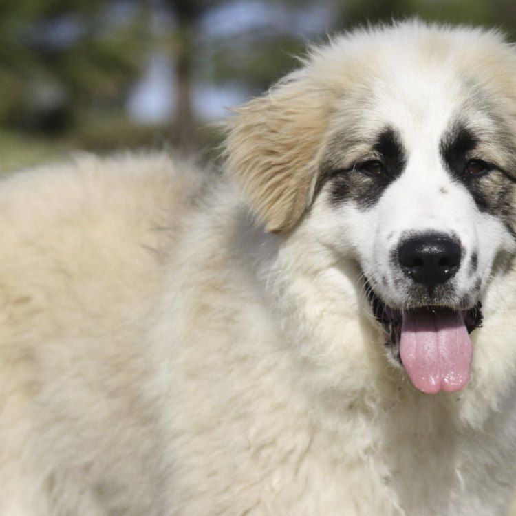 The Great Pyrenees Mix: A Loyal Companion Disguised as a Fierce Protector