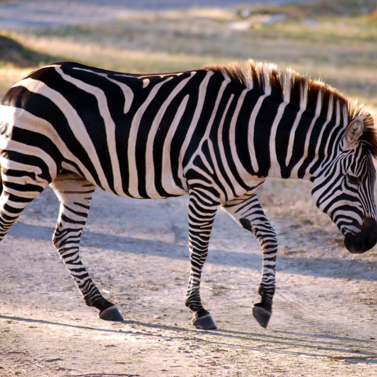 The Lost Stripes: The Story of the Extinct Quagga
