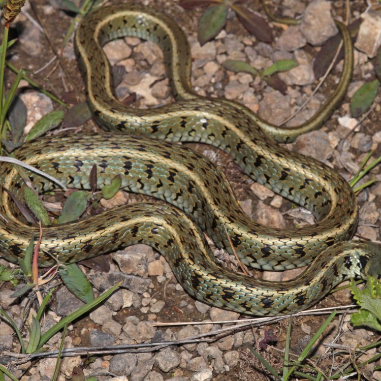 <strong>The Fascinating World of Grass Snakes: Exploring Nature's Slithering Gems</strong>