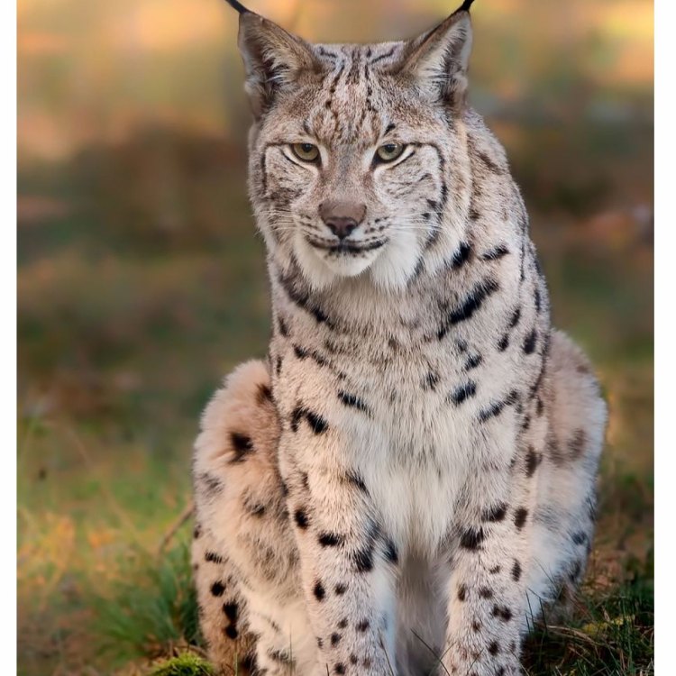 The Elusive and Majestic Eurasian Lynx: A Closer Look at Europe's Forest Sentinel