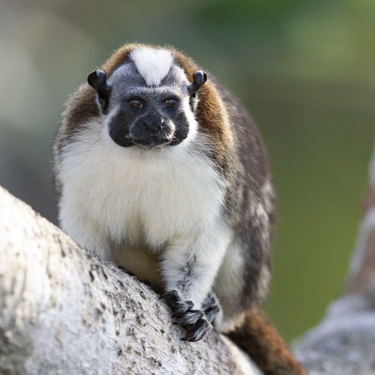 Meet the Mischievous Geoffroy's Tamarin: The Little Primate of the Rainforests