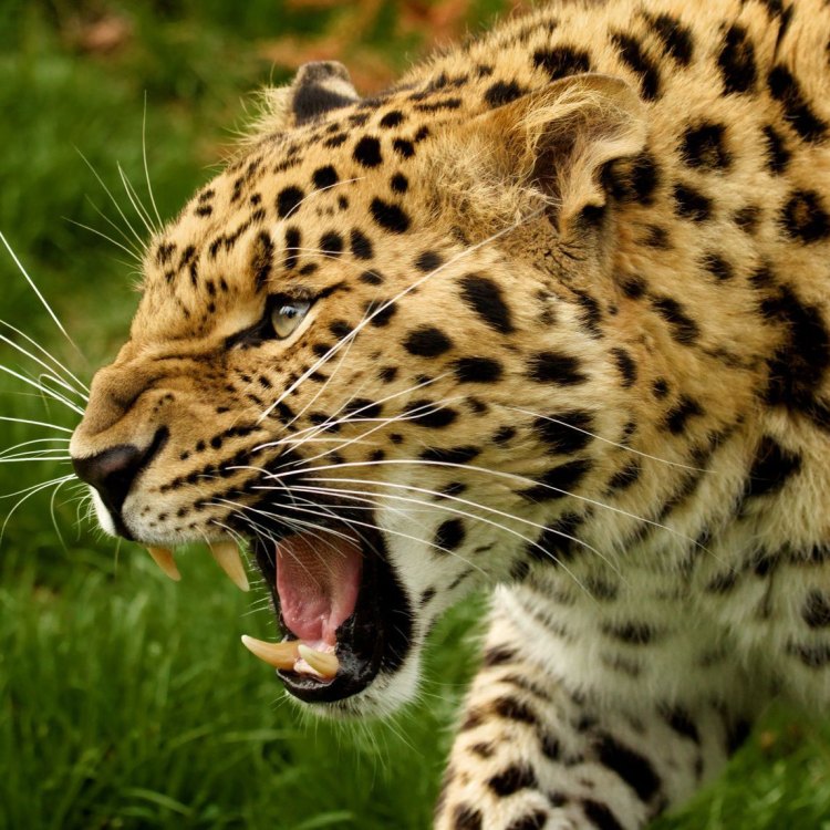 The Rarest and Most Magnificent Big Cat – The Amur Leopard