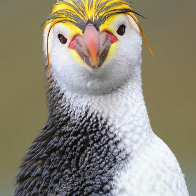 Royal Penguin: The Majestic Bird of the Southern Ocean
