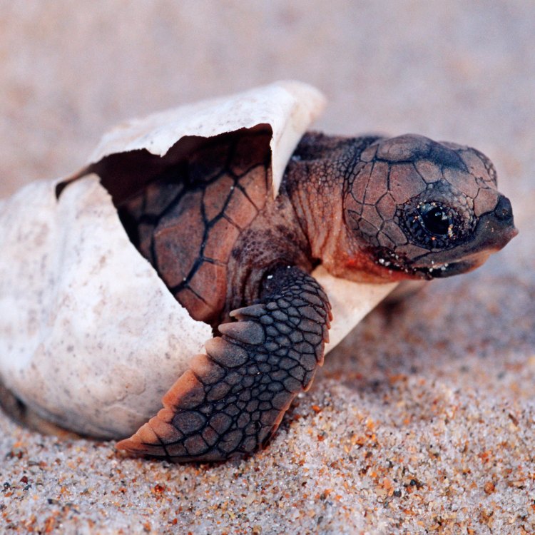 Uncovering the Wonders of Turtles: From the Ocean to the Land