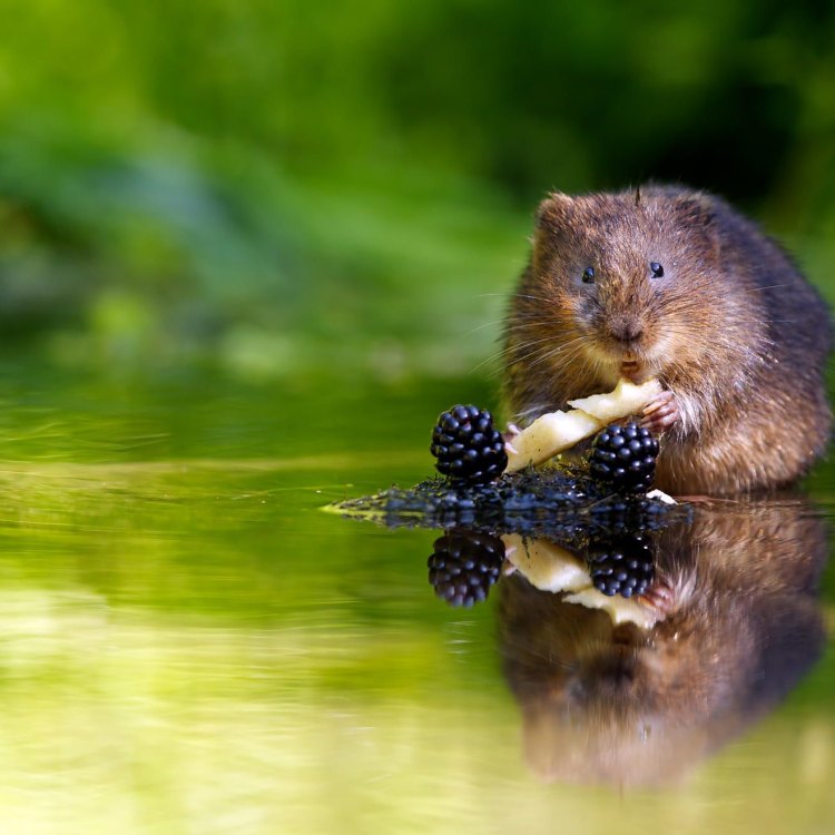 The Adorable Vole: A Tiny But Mighty Creature