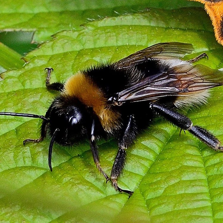 A Closer Look at the Mysterious Gypsy Cuckoo Bumblebee