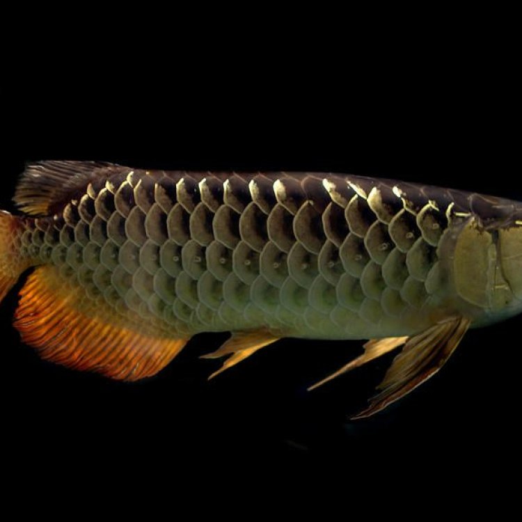 The Enigmatic and Magnificent Asian Arowana: A Fish Like No Other