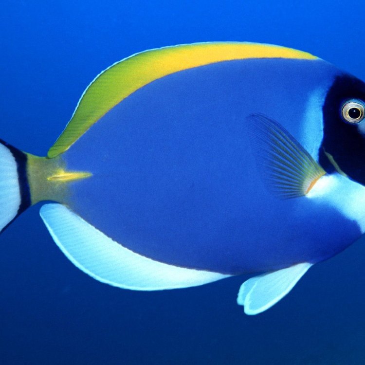Bonito Fish: The Ocean's Sleek and Powerful Hunter