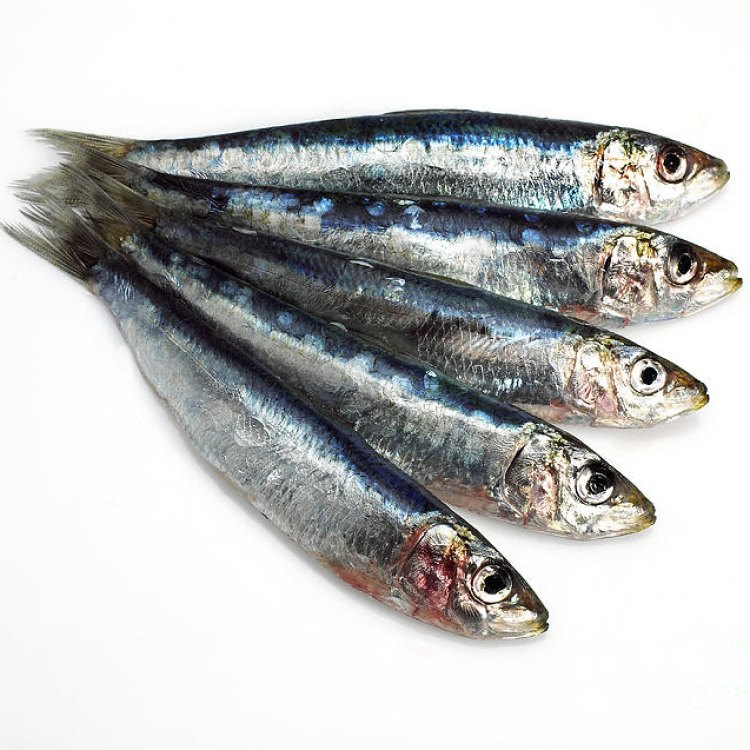 The Unsung Heroes of the Sea: Sardines