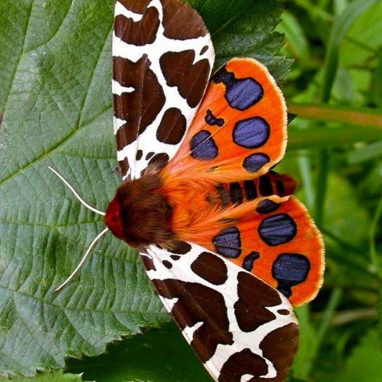 The Majestic Tiger Moth: Nature's Vibrant Flying Wonder
