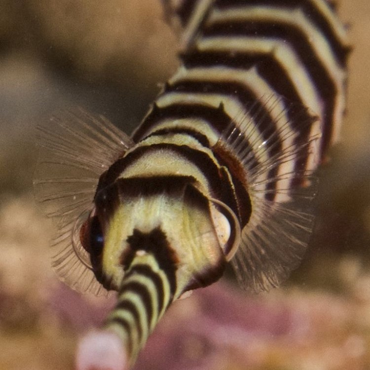 The Enigmatic Pipefish: A Long and Slender Beauty of the Ocean