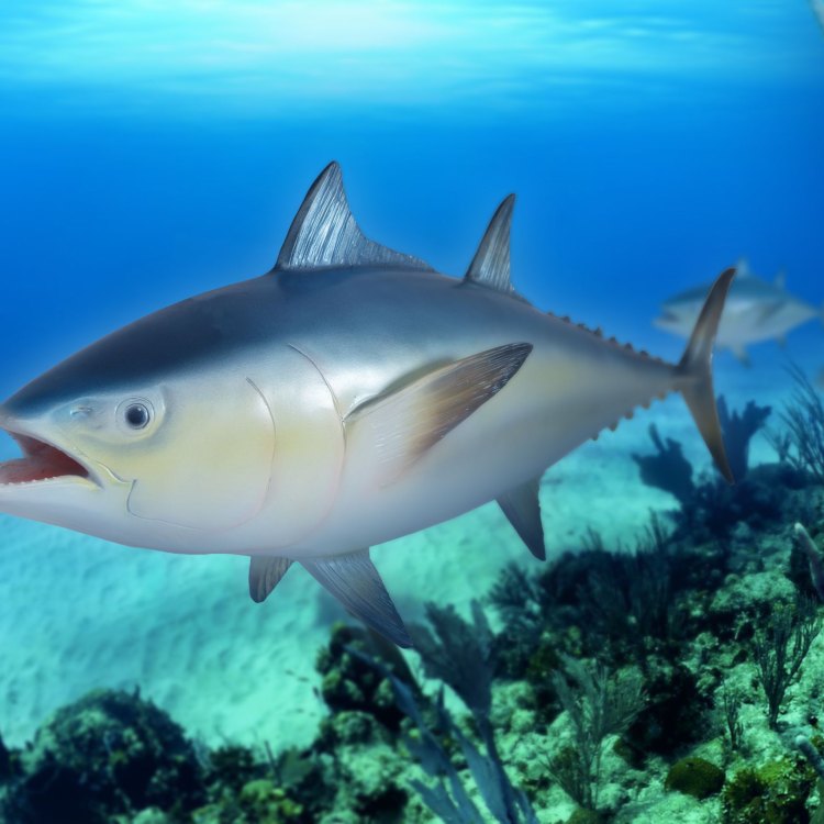 The Mighty Tuna: A Fascinating Creature of the Ocean