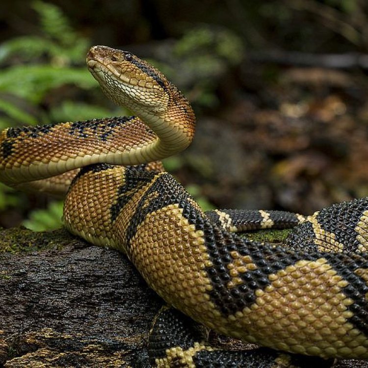 The Fear-Inducing Bushmaster Snake