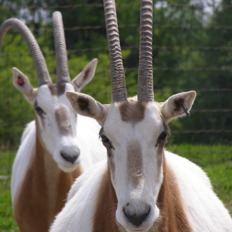The Magnificent Scimitar Horned Oryx: A True Symbol of Resilience and Adaptation