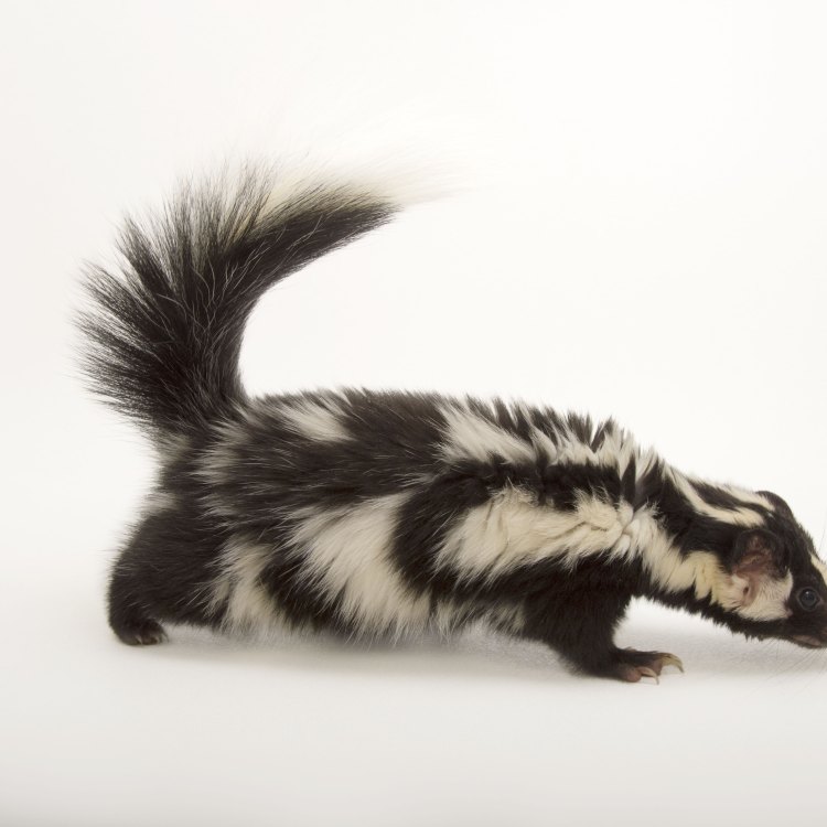 The Fascinating World of the Spotted Skunk: A Mysterious Carnivore