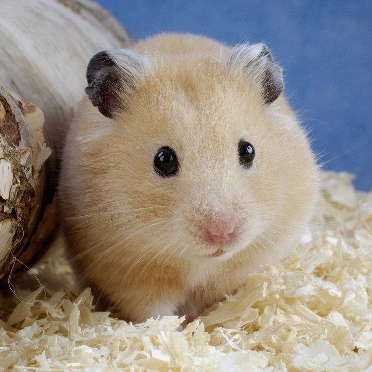 The Fascinating World of Hamsters: Discovering the Adorable Pet and its Unique Characteristics