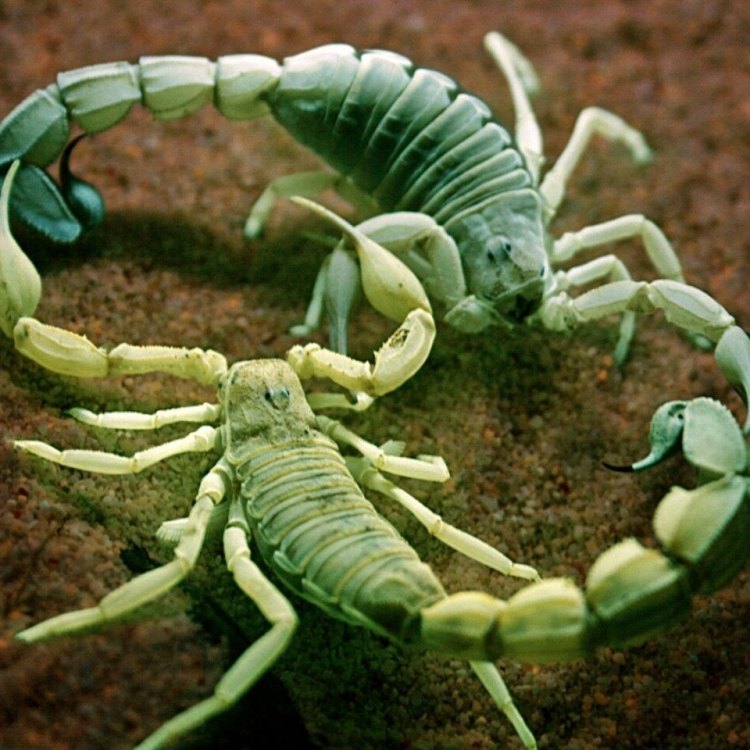 The Enigmatic Scorpion: A Master of Survival