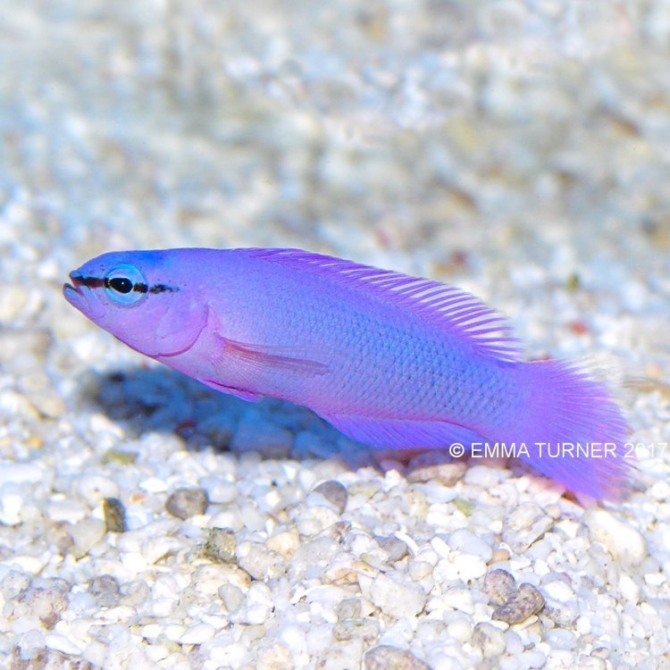 The Colorful and Enigmatic Orchid Dottyback: A Deep Dive into Nature's Vibrant Creation