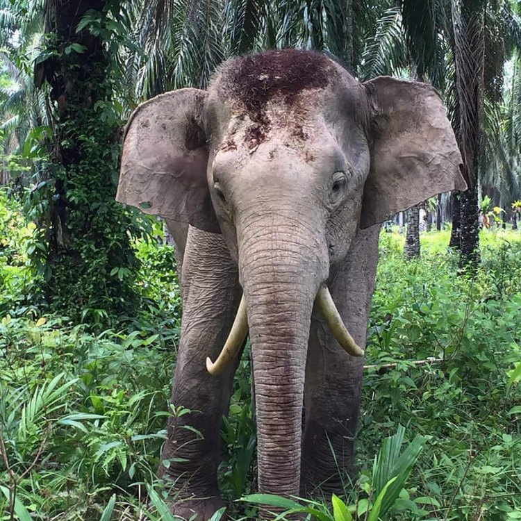The Majestic Borneo Elephant: The Vanishing Giants of the Rainforests