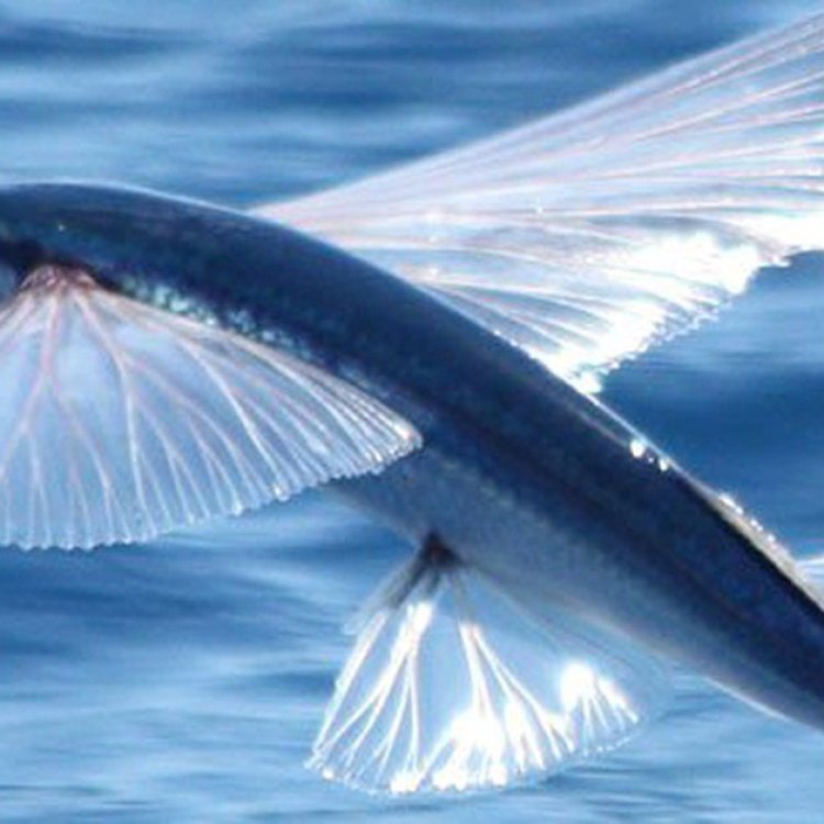 The Incredible Flying Fish: The Aquatic Wonder that Defies Gravity