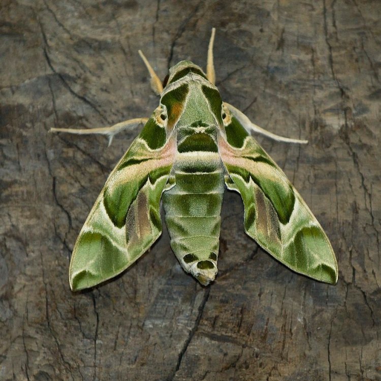 The Majestic Oleander Hawk Moth