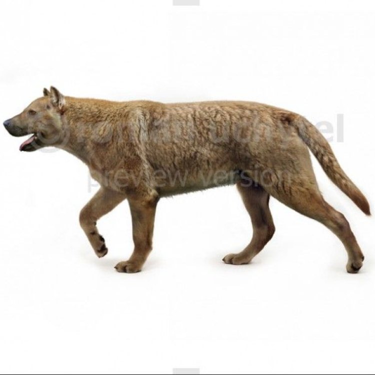 Unlocking the Mysteries of Epicyon Haydeni: The Terrifying Dog-Like Predator of North America