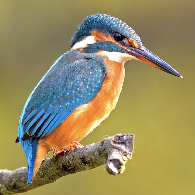 The Fascinating World of the Kingfisher: An Aerial Hunter in Water