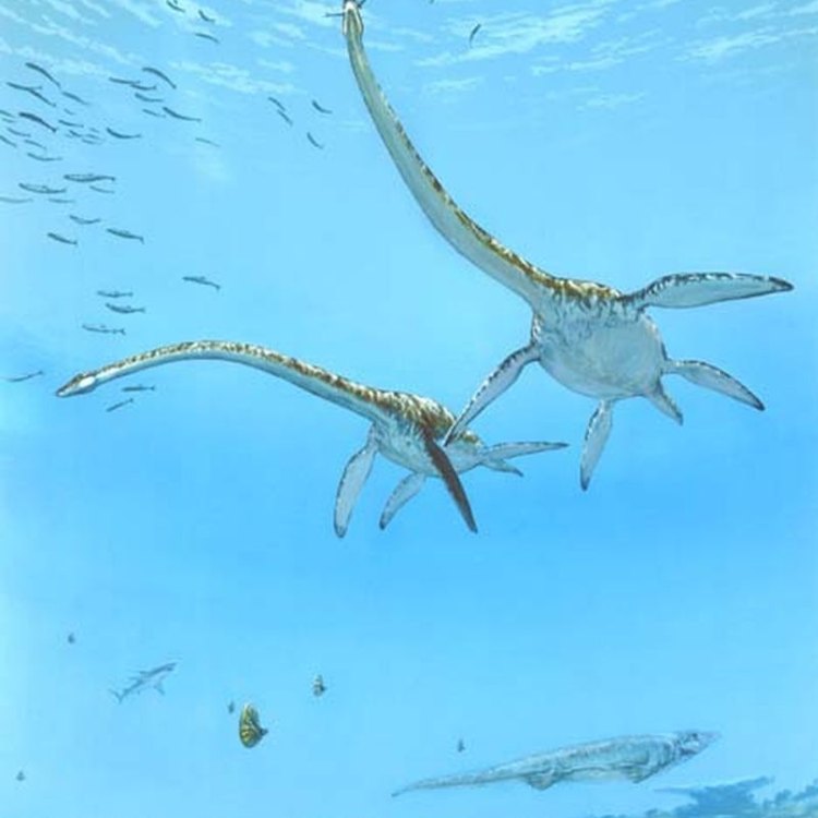The Majestic Thalassomedon: A Look into the Fascinating World of a Plesiosaur