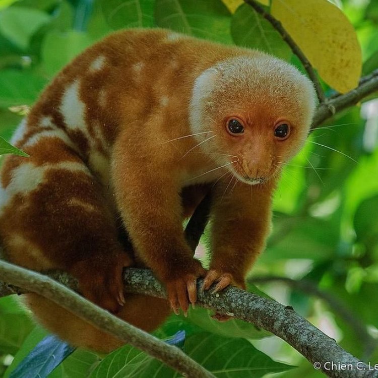 The Mysterious and Unique Common Spotted Cuscus: A Hidden Gem of the Rainforests