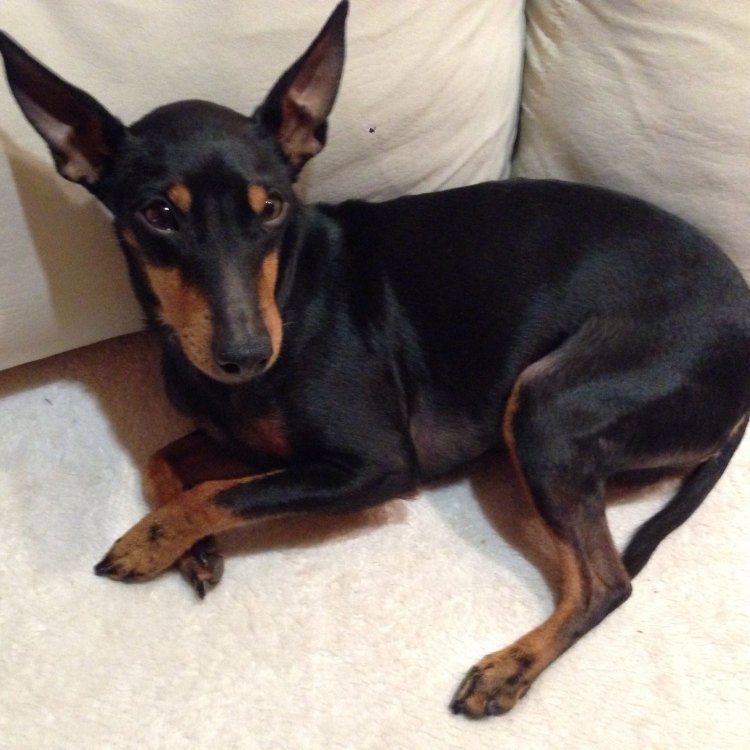 The Smart and Sleek Manchester Terrier: A Perfect Companion for Urban Living