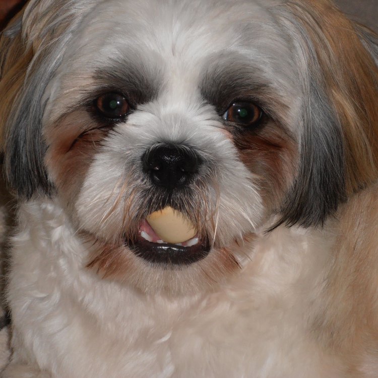 The Adorable Maltese Shih Tzu: A Perfect Blend of Fluff and Charm