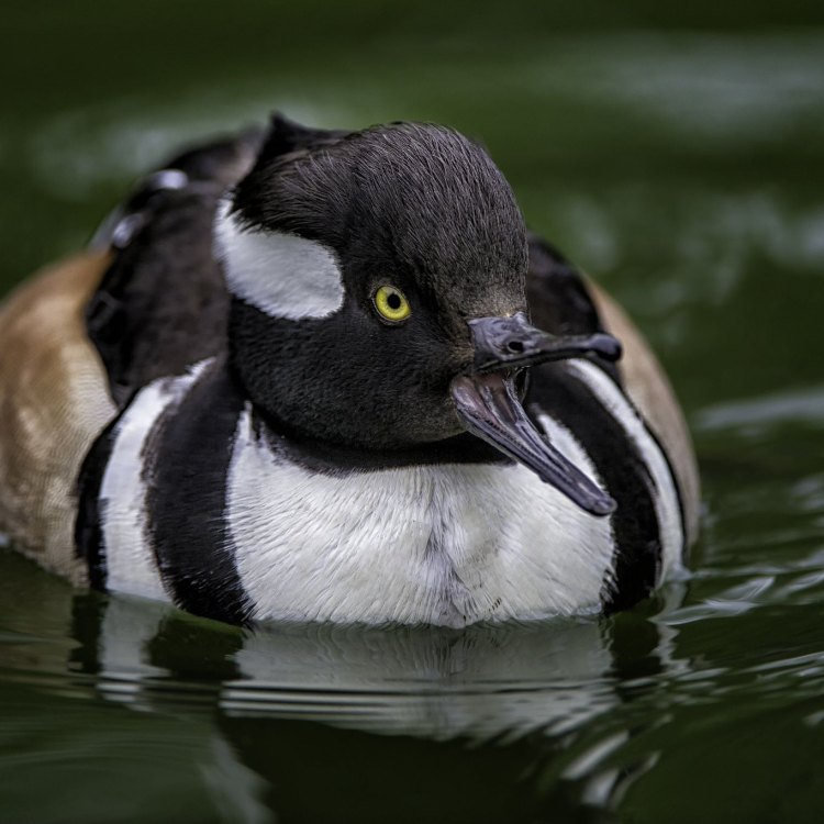 The Fascinating World of the Merganser: An Aquatic Bird Like No Other