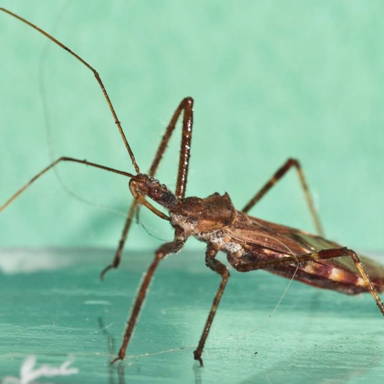 The Deadly and Mysterious World of Assassin Bugs