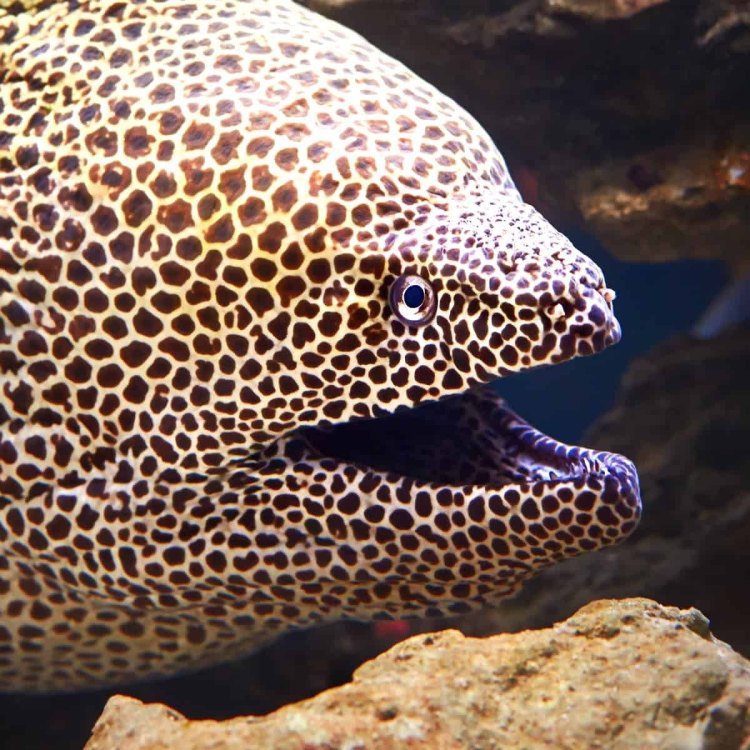The Fascinating World of Eels