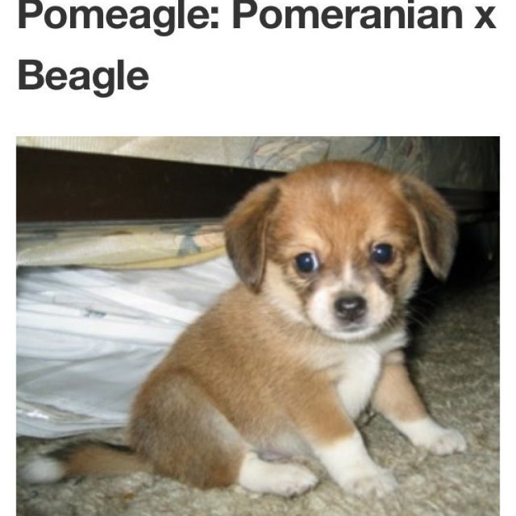 The Fascinating Pomeagle: A Unique Hybrid Canine Species