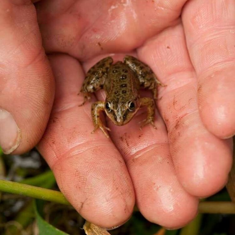 The Enigmatic Oregon Spotted Frog: A Symbol of Resilience, Beauty, and Conservation