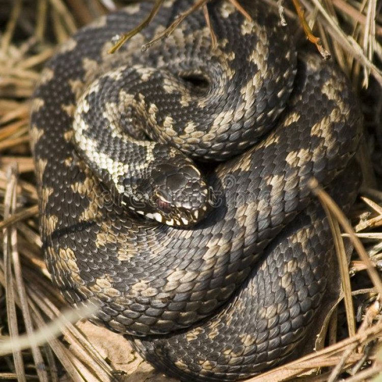 The Deadly and Mysterious Death Adder