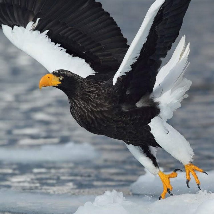 The Fascinating World of Sea Eagles