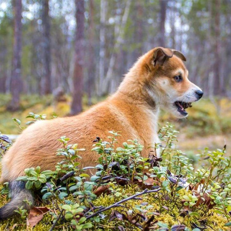 The Fascinating Norwegian Lundehund: A Unique Canine Breed From The Land of Fjords