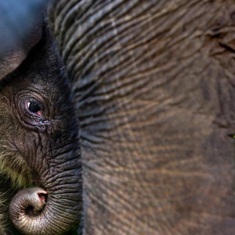 The Struggle for Survival: The Story of the Sumatran Elephant