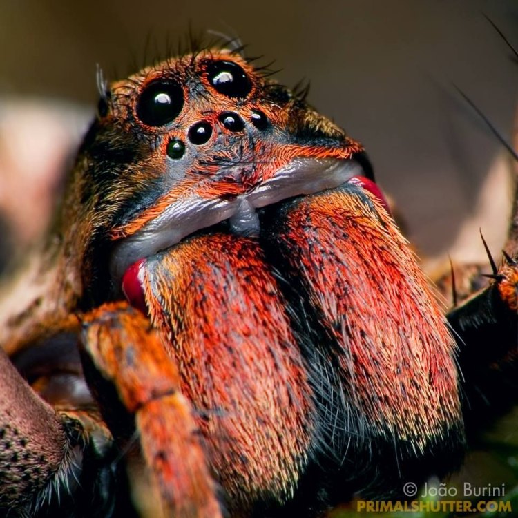 The Mighty Wolf Spider – A Predator of the Night Skies