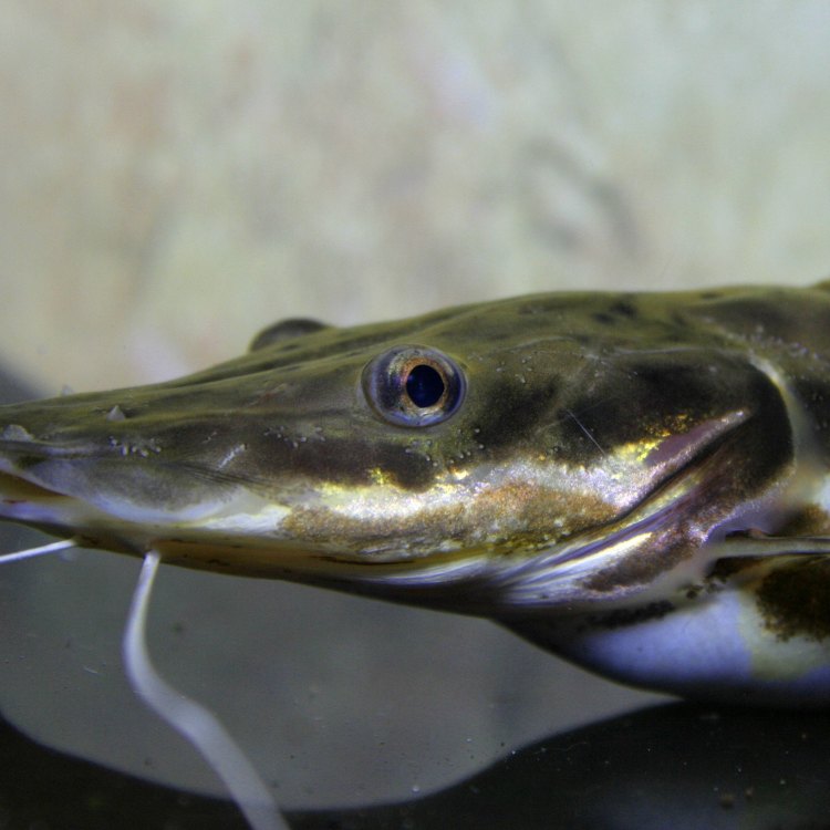 The Mighty Catfish: A Unique and Formidable Freshwater Predator
