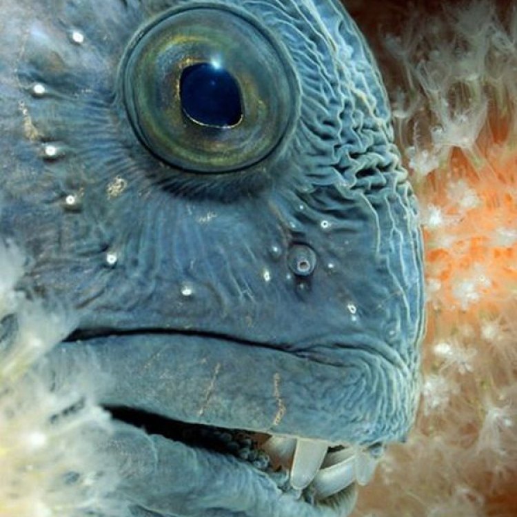The Fascinating World of the Wolffish