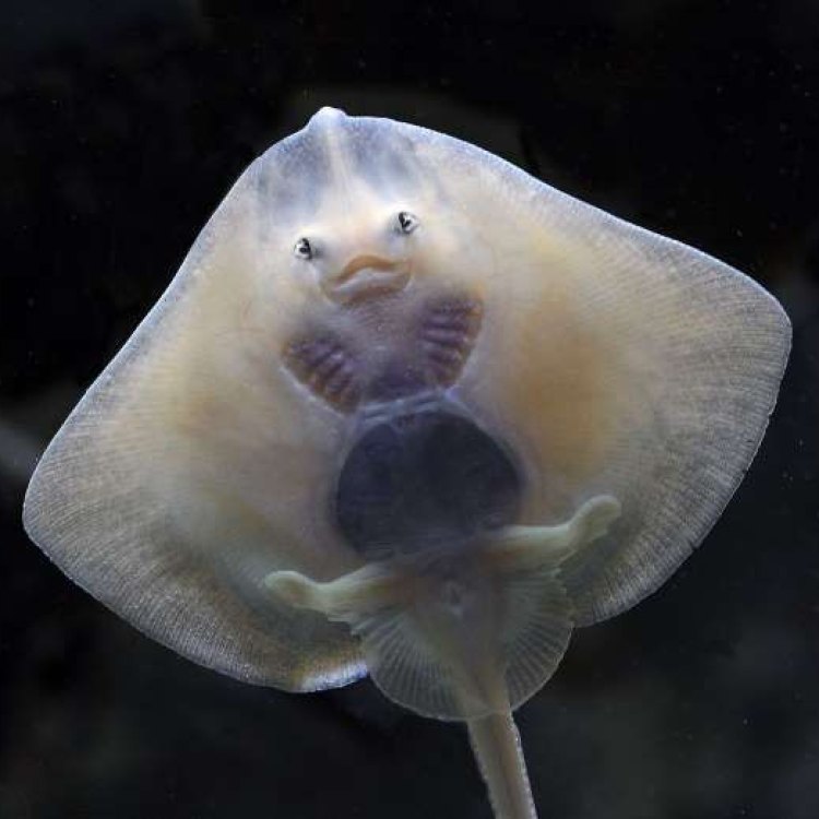 The Thornback Ray: Majestic Guardian of the British Coasts