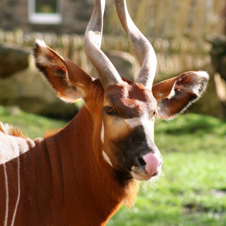 The Majestic Bongo: The World's Largest Forest Antelope