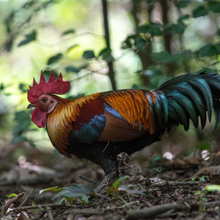 The Colorful World of Junglefowl: Exploring the National Bird of Sri Lanka