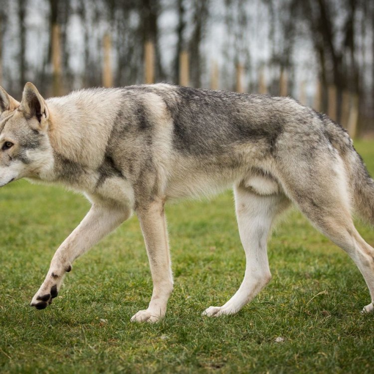 The Saarloos Wolfdog: A Hybrid of Nature and Domestication