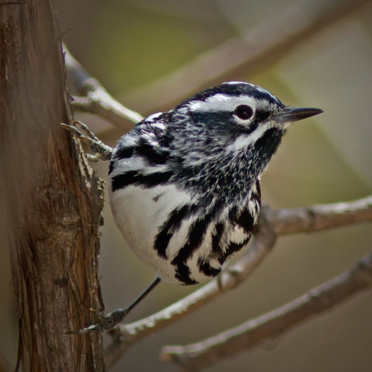 The Sleek and Stunning Black and White Warbler