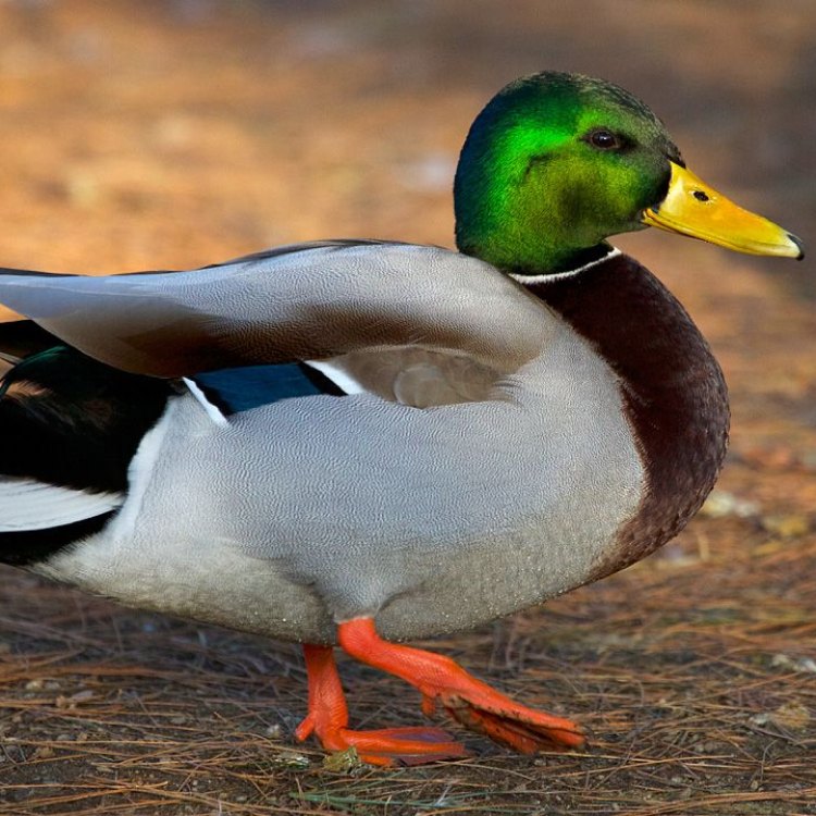 The Fascinating World of Ducks: Mysteriously Elegant Birds